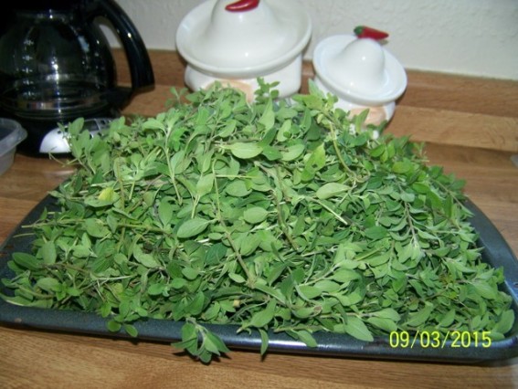 Oregano (640x481).jpg