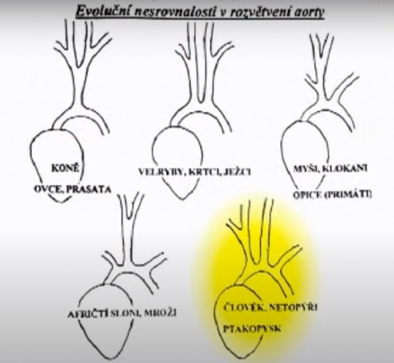 KREACIONIZMUS - rozvetvenie aorty.jpg