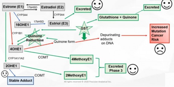 Estrogen Metabolism.jpg