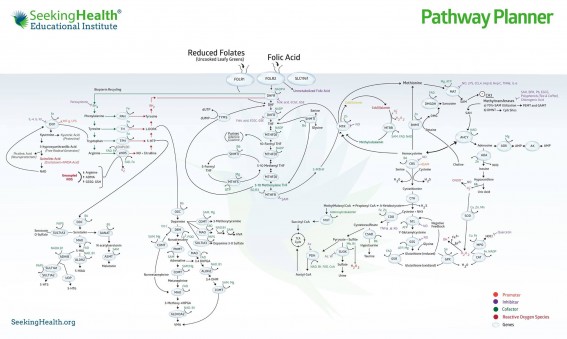 Pathway Planner.jpg