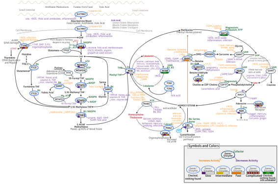 methylation.png