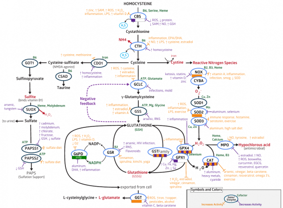 glutathione.png