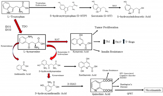 Pathways of tryptophan metabolism.png