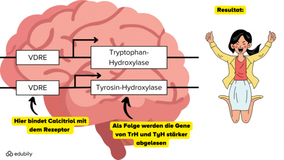 vitamin-d-dopamin-serotonin-1024x576.png