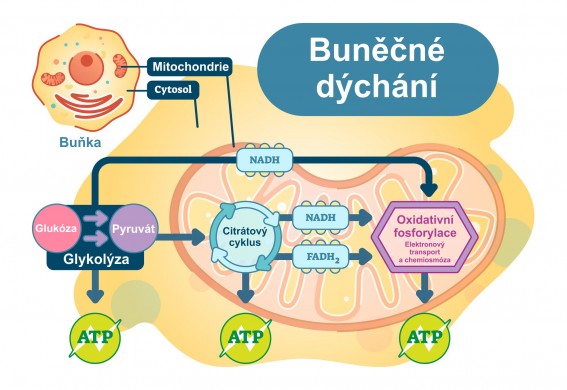 Buněčné dýchání.jpg