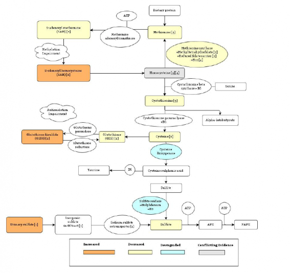 The-methylation-and-transsulfuration-pathways-and-observed-impairments-in-association.png