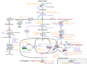 glutathione.png