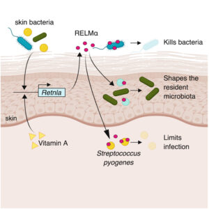 Resistin like molecule alpha.jpg