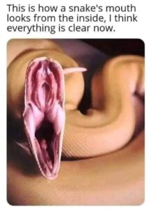 snake or pussy.jpg