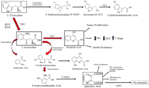 Pathways of tryptophan metabolism.png