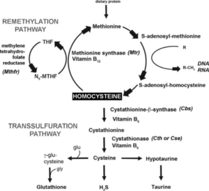 Homocysteine_metabolic_pathway.png