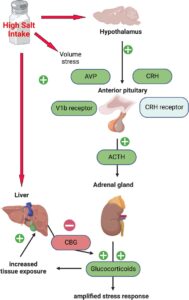 High salt intake activates the hypothalamic–pituitary–adrenal axis.jpg