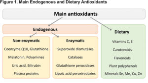 Main Endogenous and Dietary Antioxidants.jpg