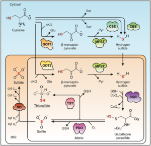 Sulfur-flow-from-cysteine-via-H2S-to-sulfate-and-thiosulfate-Cysteine-catabolism-via-H2S.png